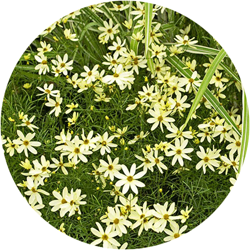 Coreopsis Perennial with light yellow blooms.